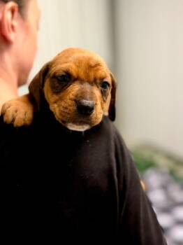 Reba pup1 -  Cattle Dog and Mixed Breed Dog for Adoption in Muskegon, Michigan - Reba Pup1 | PetCurious
