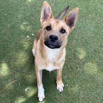 Cooper - Butler Campus -  German Shepherd Dog Dog for Adoption in Flagstaff, Arizona - Cooper - Butler Campus | PetCurious