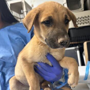 Marriott -  Mixed Breed Dog for Adoption in Moab, Utah - Marriott | PetCurious