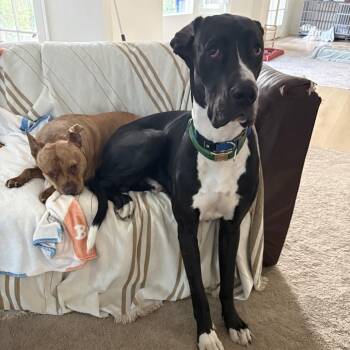 Ace Ventura -  Great Dane Dog for Adoption in Oceanside, California - Ace Ventura | PetCurious