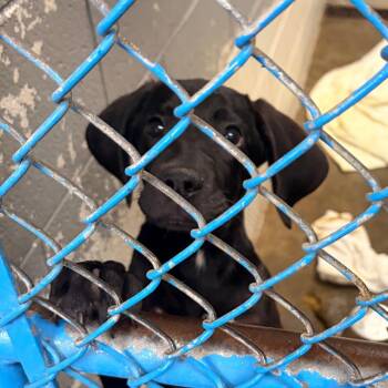 Curly -  Hound and Mixed Breed Dog for Adoption in Franklin, North Carolina - Curly | PetCurious