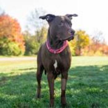 Rescue Mixed Breed Dogs for Adoption in Hilliard, Ohio - Ky-Mya | PetCurious