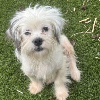 Duffle -  Shih Tzu Dog for Adoption in Longmont, Colorado - Duffle | PetCurious