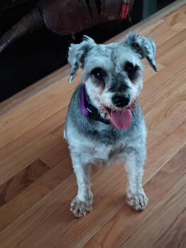 Olivia Newton-John -  Miniature Schnauzer Dog for Adoption in Norfolk, Virginia - Olivia Newton-John | PetCurious