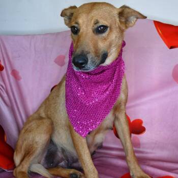 Beagle and German Shepherd Dog Dogs Available for Adoption - Malia | PetCurious