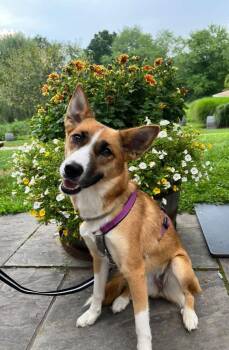 Lainey -  German Shepherd Dog and Siberian Husky Dog for Adoption in East Hartford, Connecticut - Lainey | PetCurious