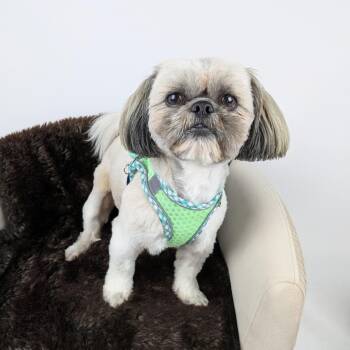 Shih Tzu Dogs Available for Adoption - Zeus | PetCurious