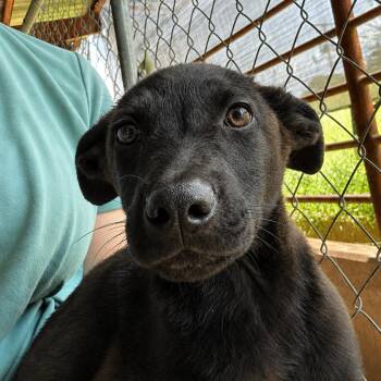 Terri -  Black Labrador Retriever Dog for Adoption in West Point, Mississippi - Terri | PetCurious