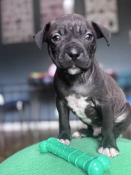 Buckwheat Little Rascals - Local Sweet -  Black Labrador Retriever Dog for Adoption in Andover, Massachusetts - Buckwheat Little Rascals - Local Sweet | PetCurious