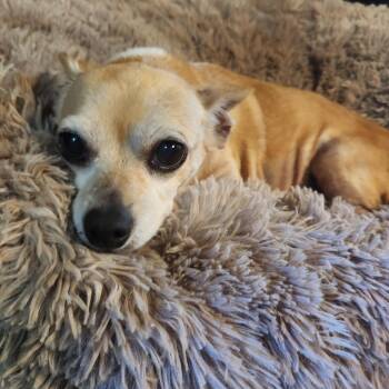 Rescue Chihuahua Dogs for Adoption in Evansville, Indiana - Pizza Boy | PetCurious