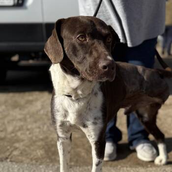 German Shorthaired Pointer Dogs Available for Adoption - Bruno | PetCurious