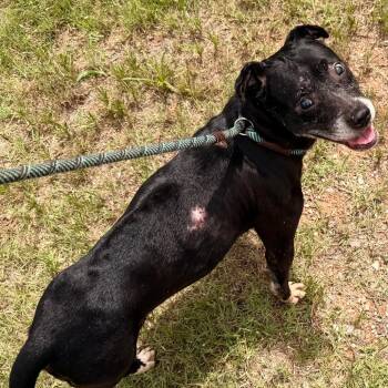 Journey -  Mixed Breed Dog Available for Adoption in Duncan, Oklahoma - Journey | PetCurious