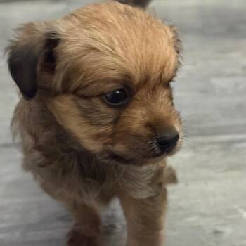 Mixed Breed Dogs Available for Adoption in Helena, Alabama - Poppy | PetCurious