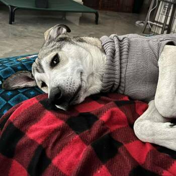 Anatolian Shepherd and Labrador Retriever Dogs Available for Adoption - Gibby | PetCurious