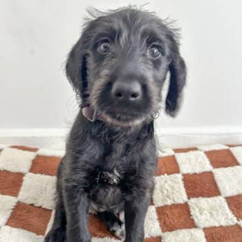 Bernese Mountain Dog and Labrador Retriever Dogs Available for Adoption in Ottawa Hills, Ohio - Mork | PetCurious