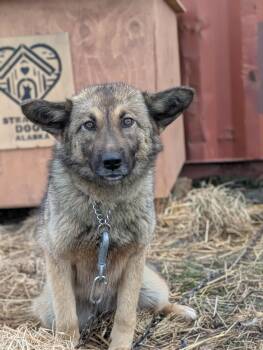 Lola -  German Shepherd Dog Dog Available for Adoption in Bethel, Alaska - Lola | PetCurious