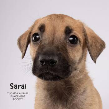 Sarai -  Shepherd Dog for Adoption in Yucaipa, California - Sarai | PetCurious