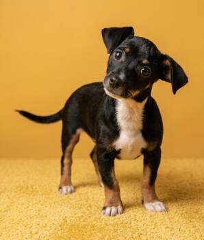Chihuahua Dogs Available for Adoption in Boca Raton, Florida - Zeus 6985 | PetCurious