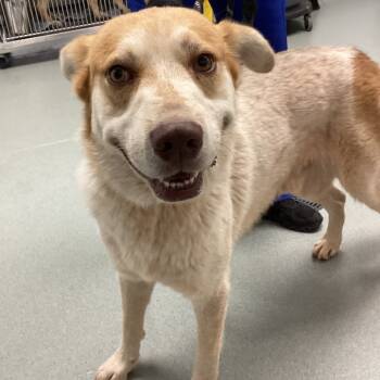 Rescue Cattle Dog Dogs for Adoption in Abilene, Texas - George | PetCurious
