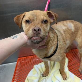 Rescue American Staffordshire Terrier Dogs for Adoption in San Antonio, Texas - Fin | PetCurious