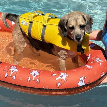 Buddy -  Beagle and Pug Dog for Adoption in Elk Grove, California - Buddy | PetCurious
