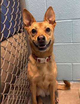 Rescue Carolina Dog and Chihuahua Dogs for Adoption in Vancouver, British Columbia - Poppy | PetCurious