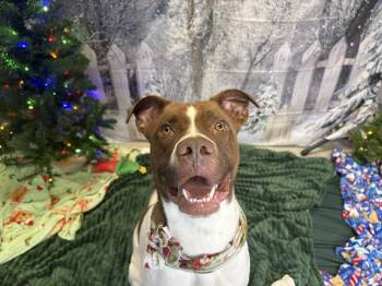 LUCKY -  Pit Bull Terrier and Mixed Breed Dog for Adoption in Indianapolis, Indiana - LUCKY | PetCurious