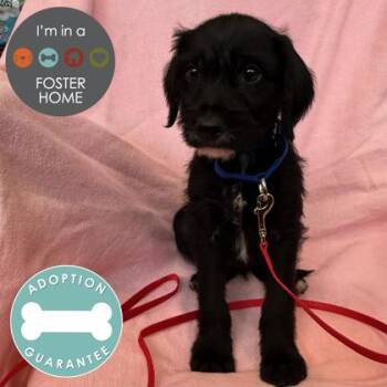 Mixed Breed Dogs Available for Adoption - Malone | PetCurious