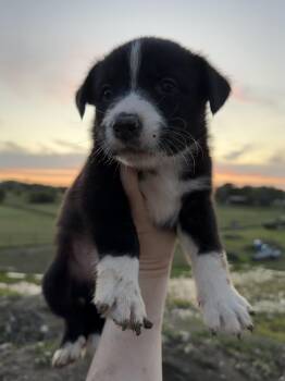 Jack Russell Terrier and Australian Shepherd Dogs Available for Adoption in Haslet, Texas - Bengi | PetCurious