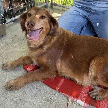 Gracie Jane -  Golden Retriever and Dachshund Dog for Adoption in Columbus, North Carolina - Gracie Jane | PetCurious