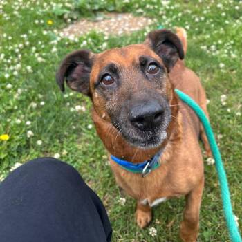 Mixed Breed Dogs Available for Adoption in Philadelphia, Pennsylvania - ShortStack | PetCurious
