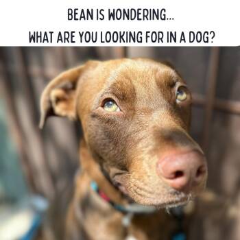 Bean -  Chocolate Labrador Retriever and American Bulldog Dog for Adoption in Huntington Beach, California - Bean | PetCurious