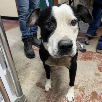 Wreck -  Mixed Breed Dog for Adoption in Pauls Valley, Oklahoma - Wreck | PetCurious