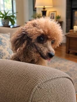 Sara -  Poodle and Miniature Poodle Dog for Adoption in Windy Hills, Kentucky - Sara | PetCurious