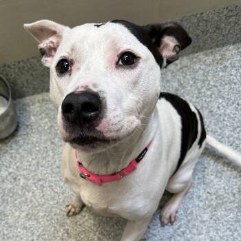 Rescue Pit Bull Terrier Dogs for Adoption in Manassas, Virginia - Indie (ID 24559/3772) | PetCurious