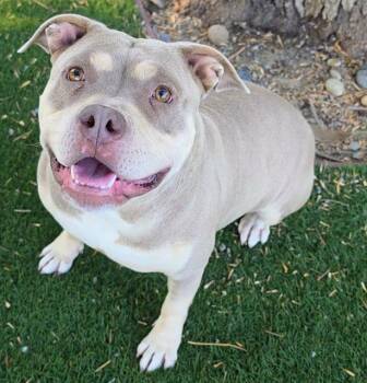 SAFFRON -  Pit Bull Terrier Dog for Adoption in Antioch, California - SAFFRON | PetCurious