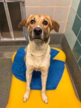 Barley -  Collie and Shepherd Dog for Adoption in Aurora, Colorado - Barley | PetCurious