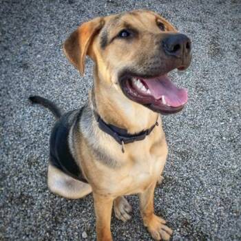 Theo -  German Shepherd Dog and Mixed Breed Dog for Adoption in Merriam, Kansas - Theo | PetCurious