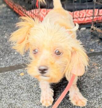 Lacy -  Shih Tzu Dog for Adoption in Logan, Utah - Lacy | PetCurious