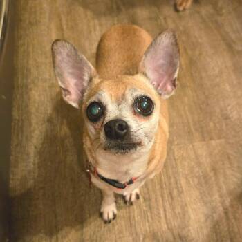 Mixed Breed Dogs Available for Adoption - Chulo | PetCurious