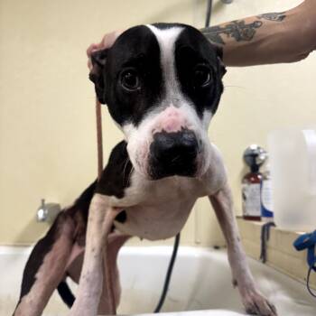 Rescue Terrier Dogs for Adoption in Palestine, Texas - Luvbug | PetCurious