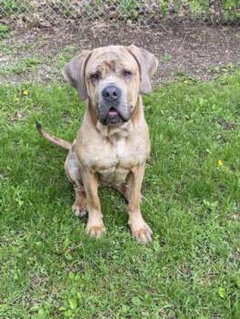 Mastiff and Mixed Breed Dogs Available for Adoption - RED | PetCurious