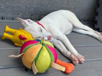 Kotter -  Terrier and American Staffordshire Terrier Dog for Adoption in Princeton, Massachusetts - Kotter | PetCurious