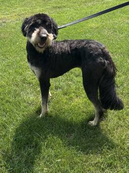 SCOUT -  Goldendoodle Dog for Adoption in Rossford, Ohio - SCOUT | PetCurious