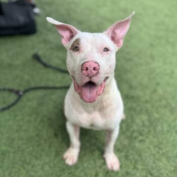 Fabio -  Pit Bull Terrier Dog for Adoption in Belleville, Illinois - Fabio | PetCurious