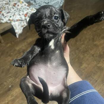 Boston Terrier and Mixed Breed Dogs Available for Adoption in Waco, Texas - Baked Bean | PetCurious