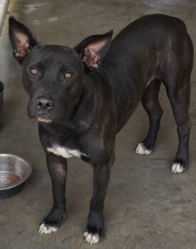 Midnight -  Pit Bull Terrier Dog for Adoption in Swainsboro, Georgia - Midnight | PetCurious