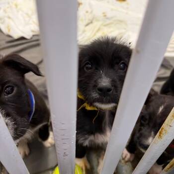 Pit Bull Terrier Dogs Available for Adoption in Austin, Texas - Ferrari | PetCurious