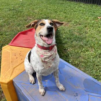 Marigold -  Treeing Walker Coonhound Dog for Adoption in Lynchburg, Virginia - Marigold | PetCurious