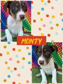 Rescue Pit Bull Terrier Dogs for Adoption in Ringwood, New Jersey - Monty | PetCurious